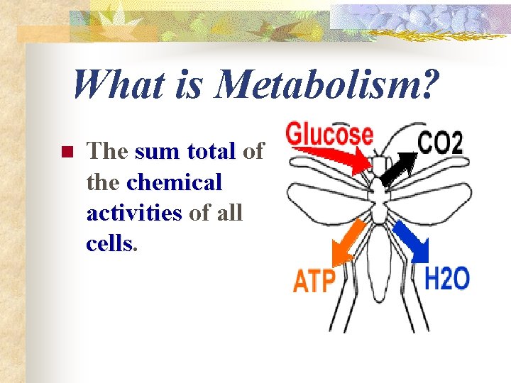 What is Metabolism? n The sum total of the chemical activities of all cells