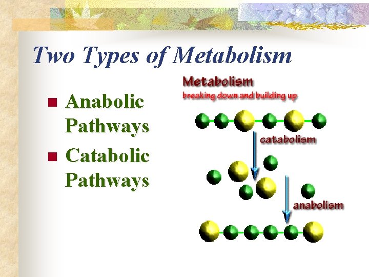 Two Types of Metabolism n n Anabolic Pathways Catabolic Pathways 