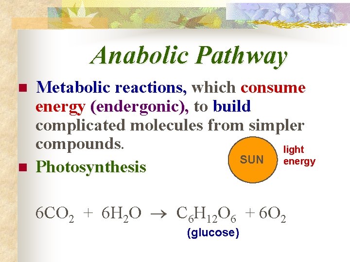 Anabolic Pathway n n Metabolic reactions, which consume energy (endergonic), to build complicated molecules