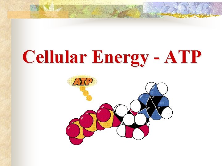 Cellular Energy - ATP 