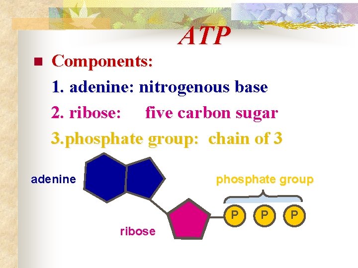 ATP n Components: 1. adenine: nitrogenous base 2. ribose: five carbon sugar 3. phosphate