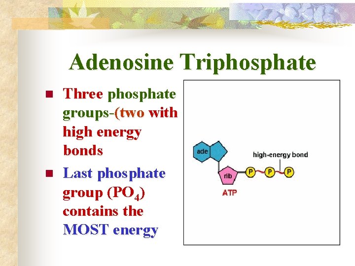 Adenosine Triphosphate n n Three phosphate groups-(two with high energy bonds Last phosphate group