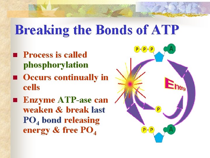 Breaking the Bonds of ATP n n n Process is called phosphorylation Occurs continually