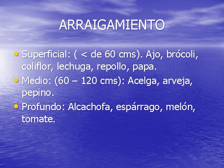 ARRAIGAMIENTO • Superficial: ( < de 60 cms). Ajo, brócoli, coliflor, lechuga, repollo, papa.