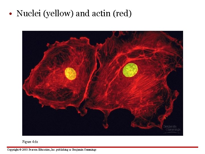  • Nuclei (yellow) and actin (red) Figure 4. 6 x Copyright © 2003