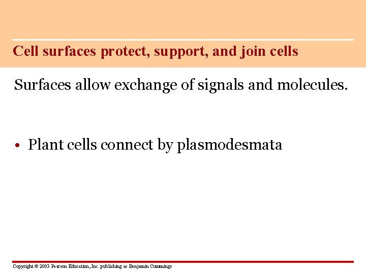 Cell surfaces protect, support, and join cells Surfaces allow exchange of signals and molecules.