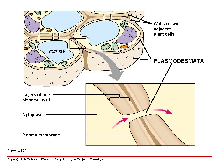 Walls of two adjacent plant cells Vacuole PLASMODESMATA Layers of one plant cell wall