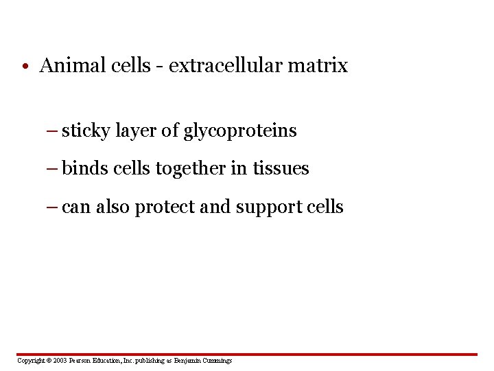  • Animal cells - extracellular matrix – sticky layer of glycoproteins – binds