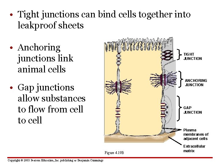  • Tight junctions can bind cells together into leakproof sheets • Anchoring junctions