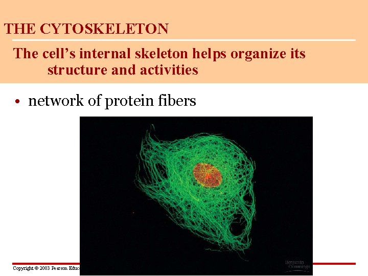 THE CYTOSKELETON The cell’s internal skeleton helps organize its structure and activities • network