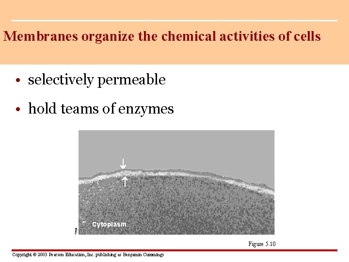 Membranes organize the chemical activities of cells • selectively permeable • hold teams of