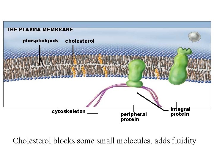 THE PLASMA MEMBRANE phospholipids cholesterol cytoskeleton peripheral protein integral protein Cholesterol blocks some small