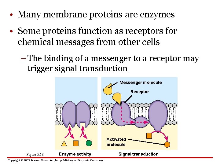  • Many membrane proteins are enzymes • Some proteins function as receptors for