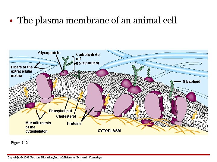  • The plasma membrane of an animal cell Glycoprotein Carbohydrate (of glycoprotein) Fibers