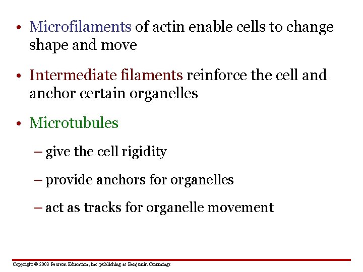  • Microfilaments of actin enable cells to change shape and move • Intermediate