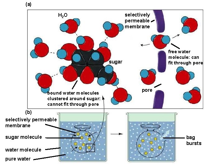 (a) selectively permeable membrane H 2 O free water molecule: can fit through pore