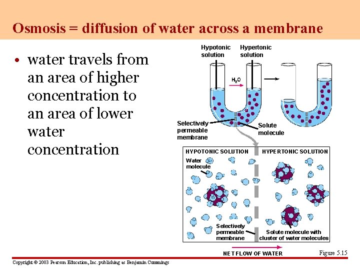 Osmosis = diffusion of water across a membrane • water travels from an area