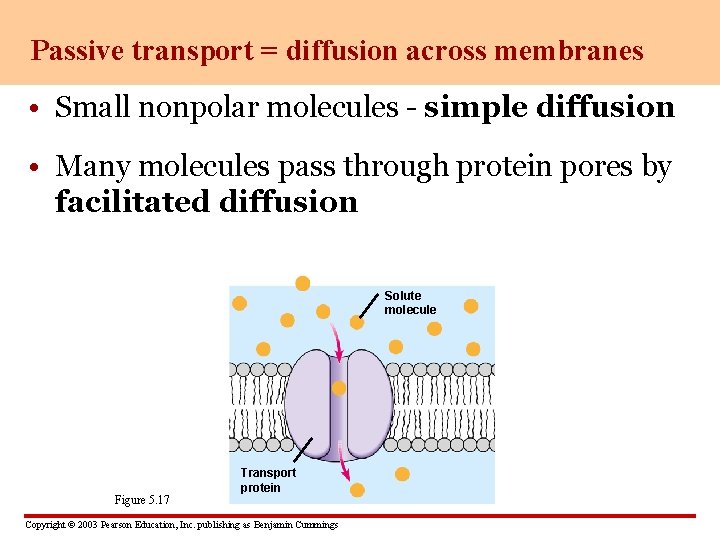 Passive transport = diffusion across membranes • Small nonpolar molecules - simple diffusion •