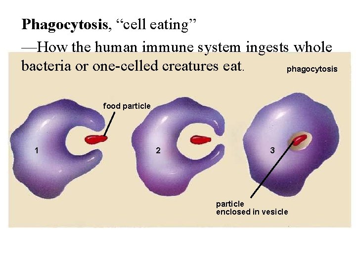 Phagocytosis, “cell eating” —How the human immune system ingests whole bacteria or one-celled creatures