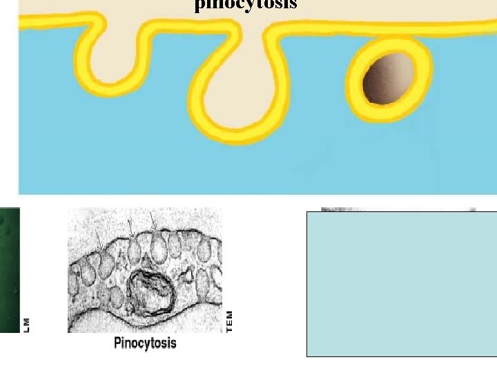 pinocytosis 2 vesicle containing extracellular fluid (cytoplasm) 