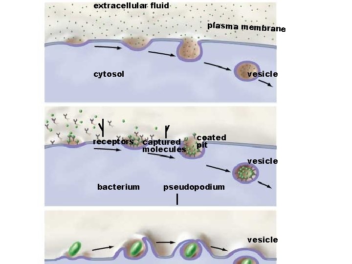 extracellular fluid plasma membrane cytosol receptors vesicle captured molecules coated pit vesicle bacterium pseudopodium