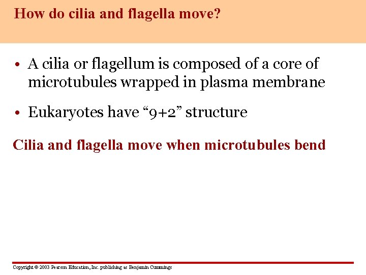 How do cilia and flagella move? • A cilia or flagellum is composed of