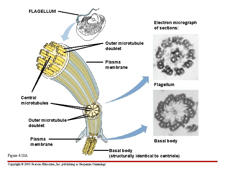 FLAGELLUM Electron micrograph of sections: Outer microtubule doublet Plasma membrane Flagellum Central microtubules Outer