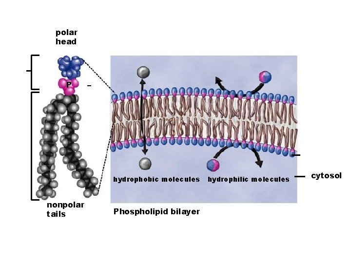 polar head P – hydrophobic molecules nonpolar tails Phospholipid bilayer hydrophilic molecules cytosol 