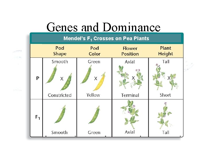 Genes and Dominance Mendel’s Seven F 1 Crosses on Pea Plants Mendel’s F 1