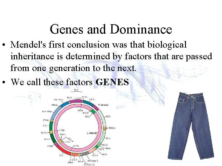 Genes and Dominance • Mendel's first conclusion was that biological inheritance is determined by