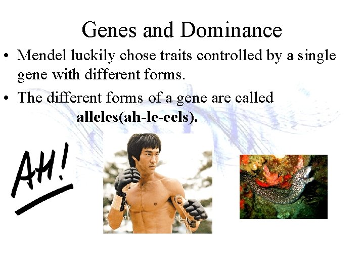 Genes and Dominance • Mendel luckily chose traits controlled by a single gene with