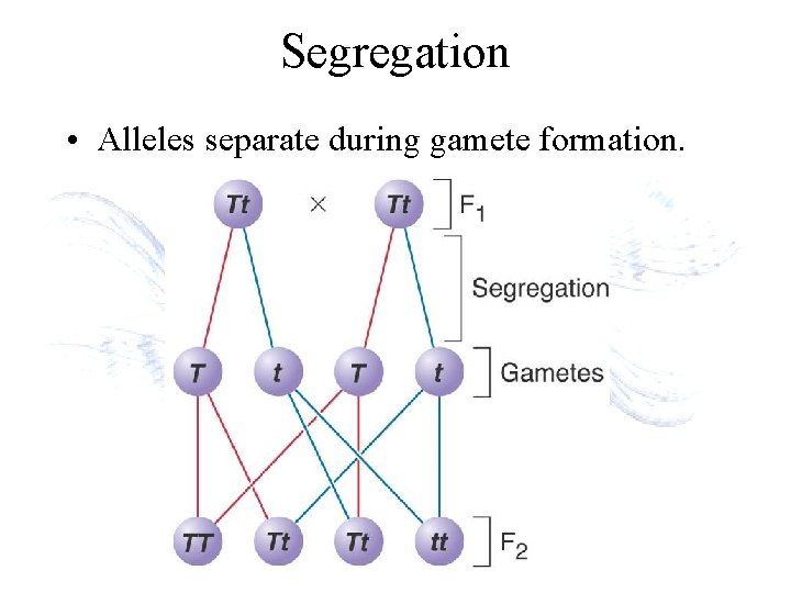 Segregation • Alleles separate during gamete formation. 