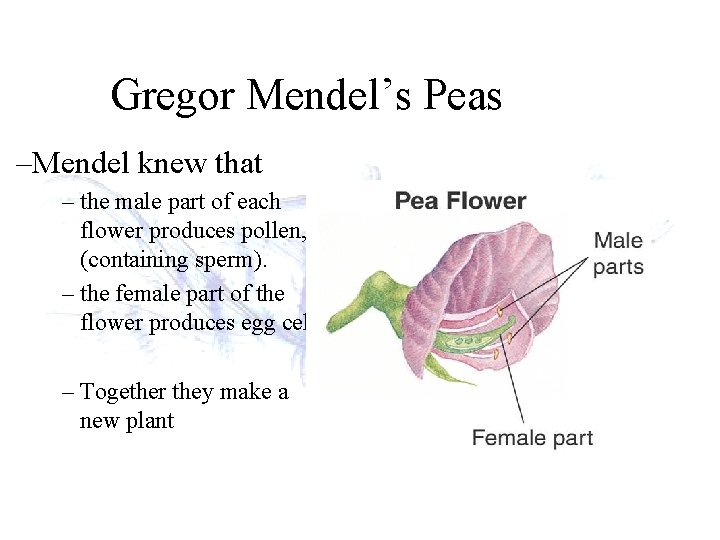 Gregor Mendel’s Peas –Mendel knew that – the male part of each flower produces