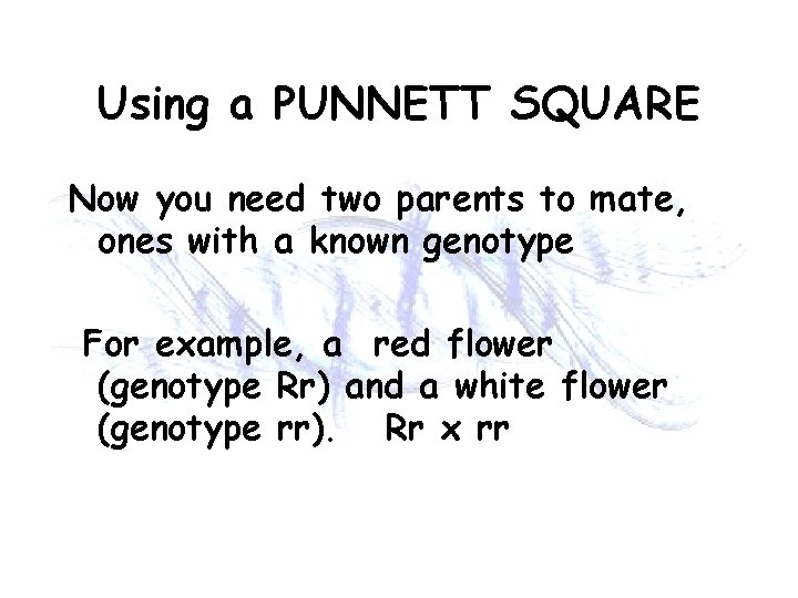 Using a PUNNETT SQUARE Now you need two parents to mate, ones with a