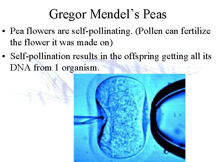 Gregor Mendel’s Peas • Pea flowers are self-pollinating. (Pollen can fertilize the flower it