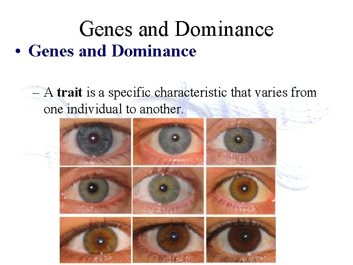 Genes and Dominance • Genes and Dominance – A trait is a specific characteristic