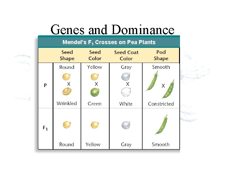 Genes and Dominance Mendel’s F 1 Crosses on Pea Plants 