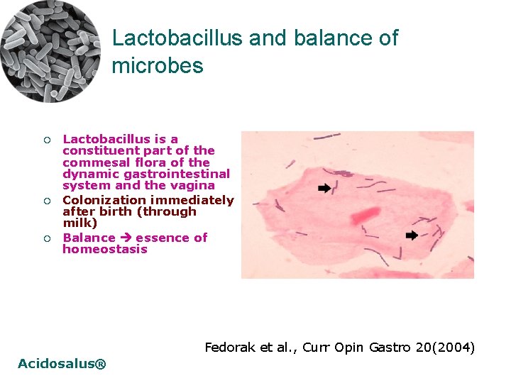 Lactobacillus and balance of microbes ¡ ¡ ¡ Lactobacillus is a constituent part of