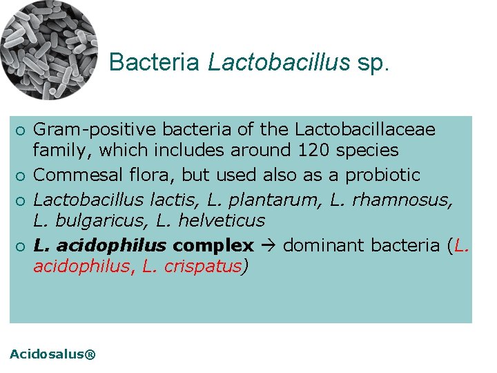 Bacteria Lactobacillus sp. ¡ ¡ Gram-positive bacteria of the Lactobacillaceae family, which includes around