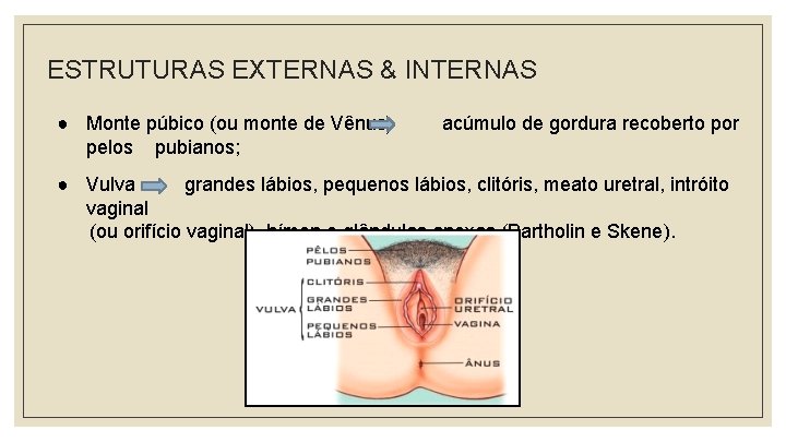 ESTRUTURAS EXTERNAS & INTERNAS ● Monte púbico (ou monte de Vênus) pelos pubianos; acúmulo