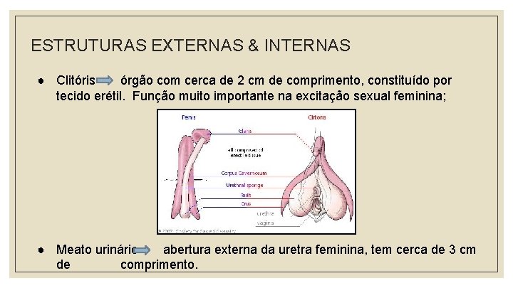 ESTRUTURAS EXTERNAS & INTERNAS ● Clitóris órgão com cerca de 2 cm de comprimento,