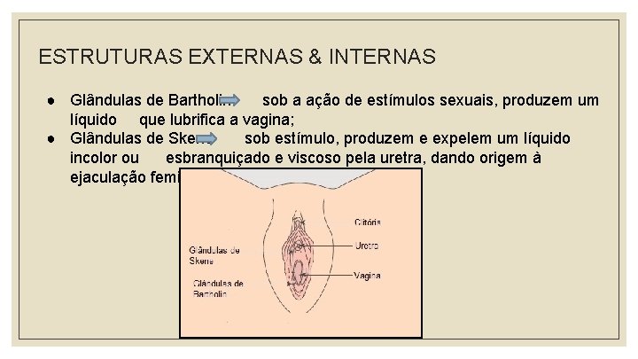 ESTRUTURAS EXTERNAS & INTERNAS ● Glândulas de Bartholin sob a ação de estímulos sexuais,