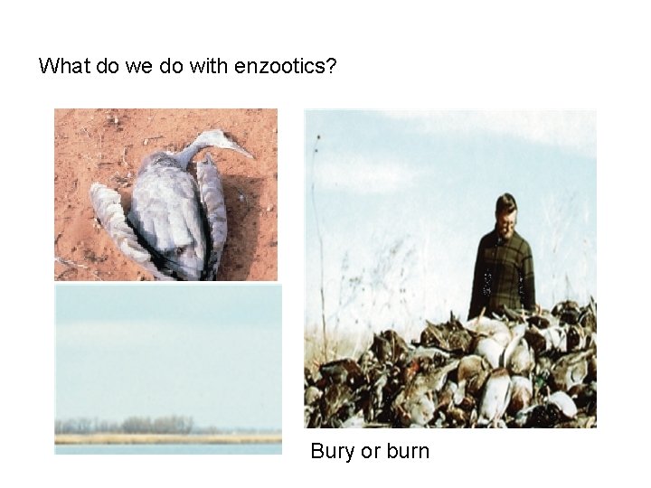 What do we do with enzootics? Bury or burn 