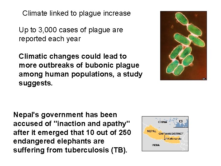 Climate linked to plague increase Up to 3, 000 cases of plague are reported