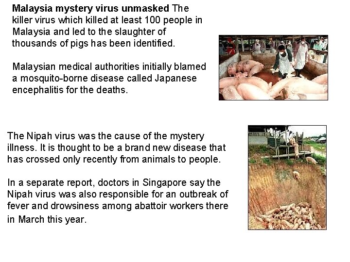 Malaysia mystery virus unmasked The killer virus which killed at least 100 people in