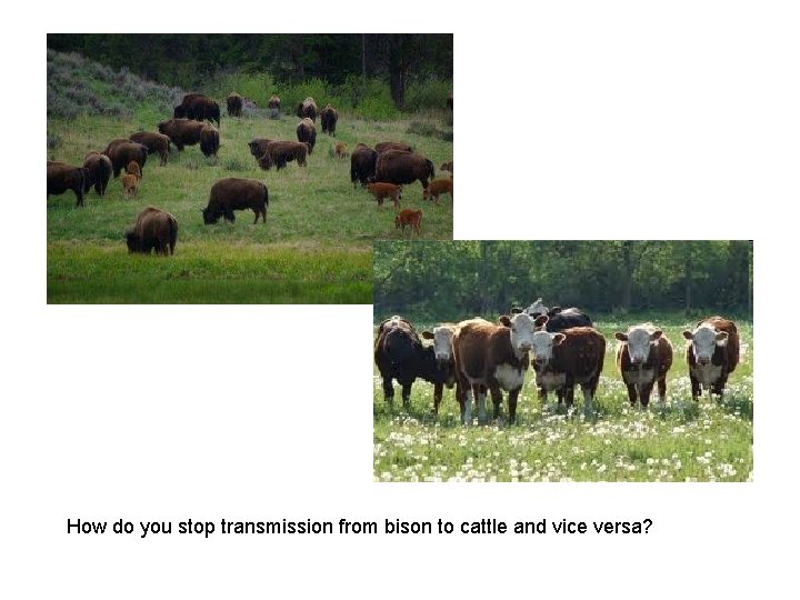 How do you stop transmission from bison to cattle and vice versa? 