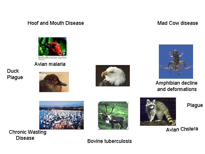 Hoof and Mouth Disease Mad Cow disease Avian malaria Duck Plague Amphibian decline and