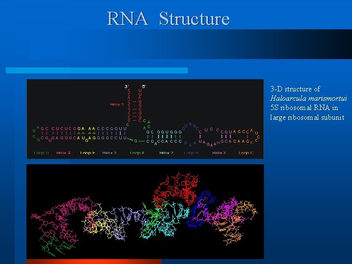 RNA Structure 3 -D structure of Haloarcula marismortui 5 S ribosomal RNA in large