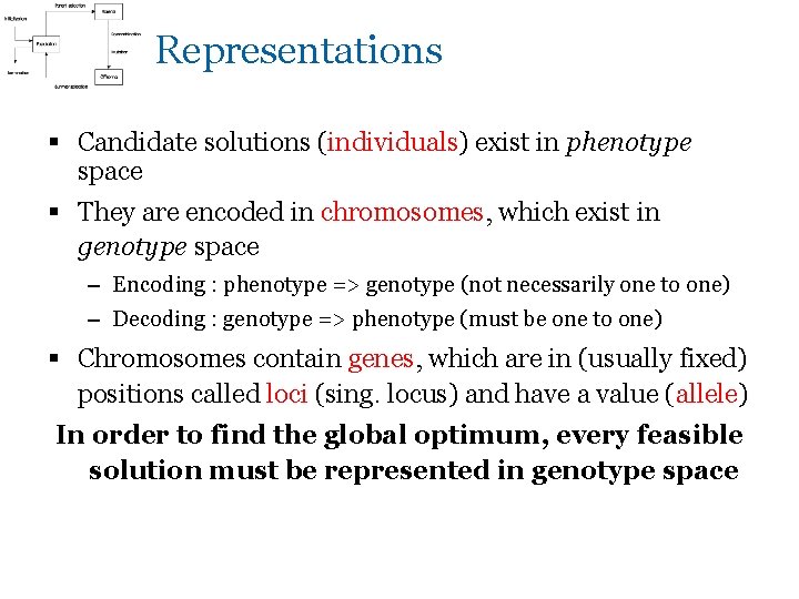 Representations § Candidate solutions (individuals) exist in phenotype space § They are encoded in