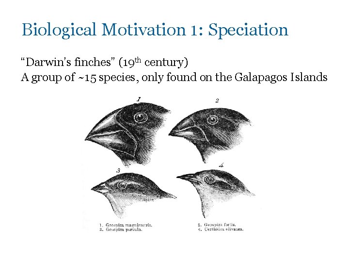 Biological Motivation 1: Speciation “Darwin’s finches” (19 th century) A group of ~15 species,